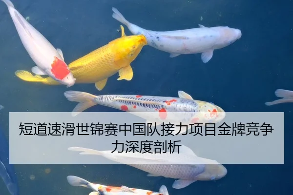 短道速滑世锦赛中国队接力项目金牌竞争力深度剖析